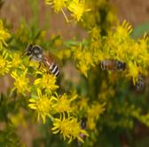 Golden rod